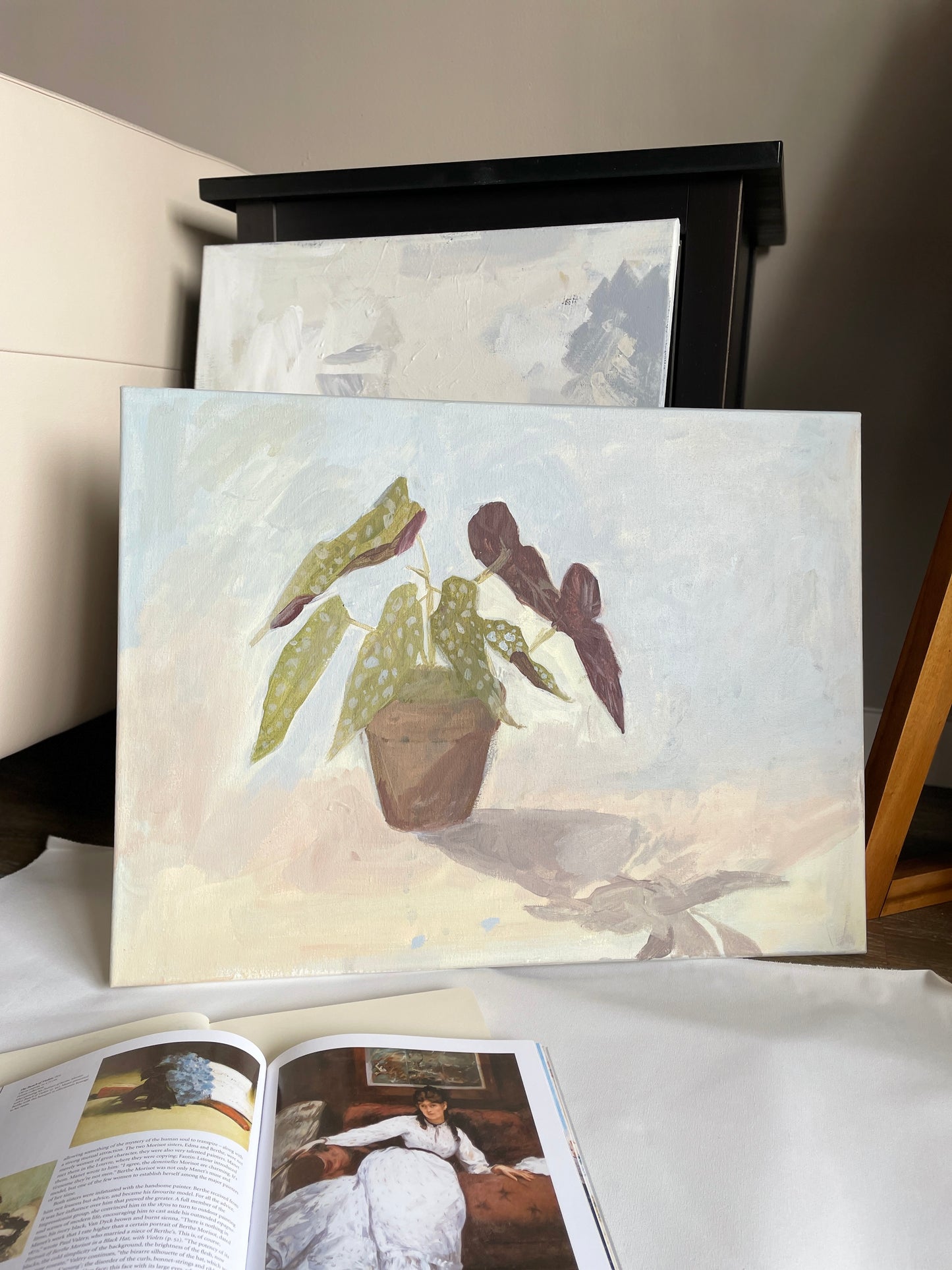 "Begonia Plant"