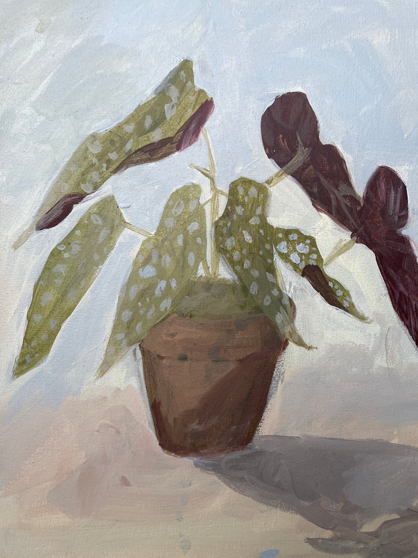 "Begonia Plant"