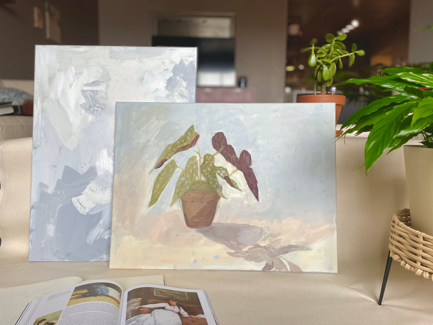 "Begonia Plant"