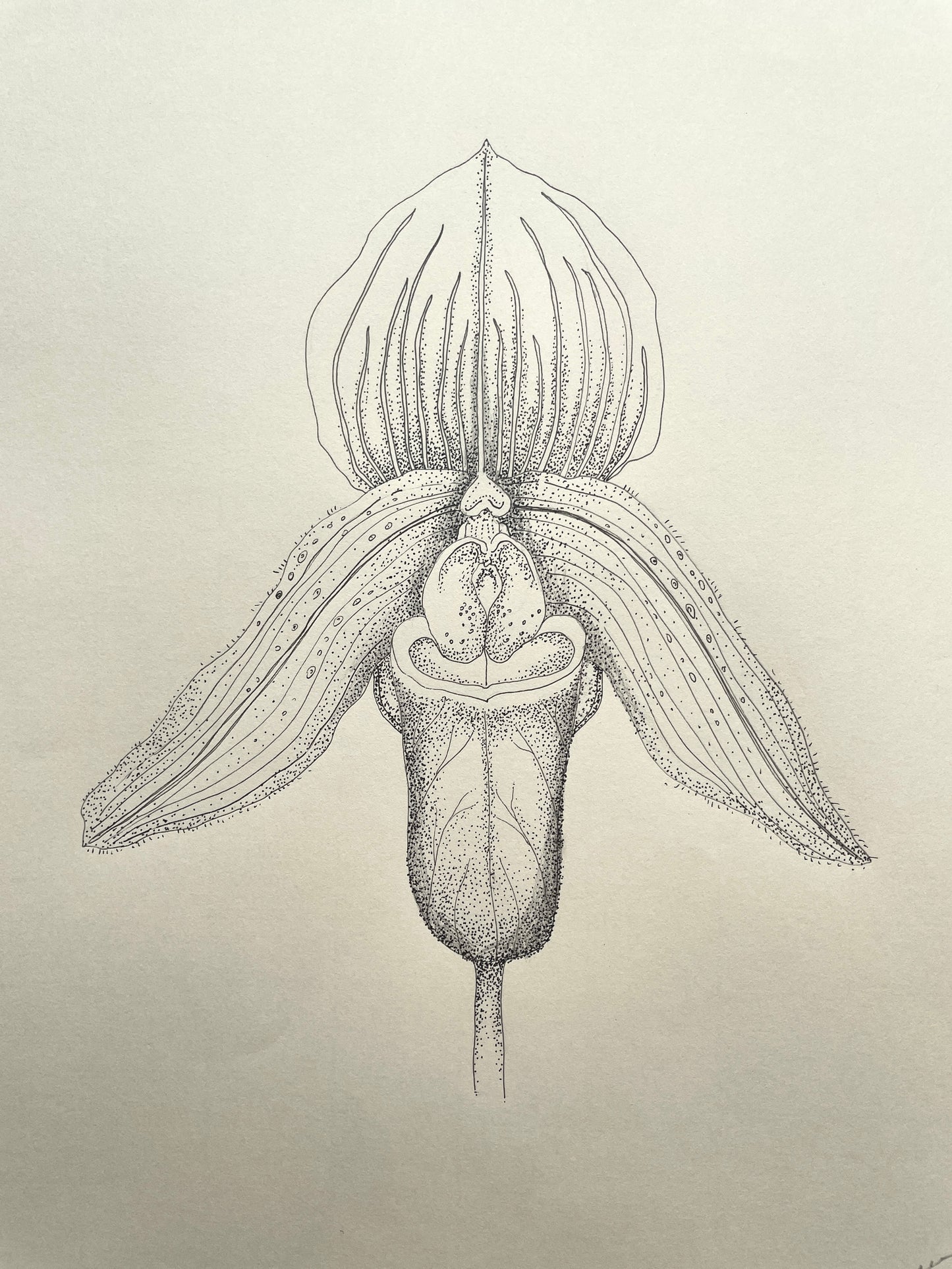 orchid illustration