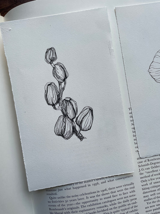 X SOLD Orchid original drawing in black gel pen on paper.
