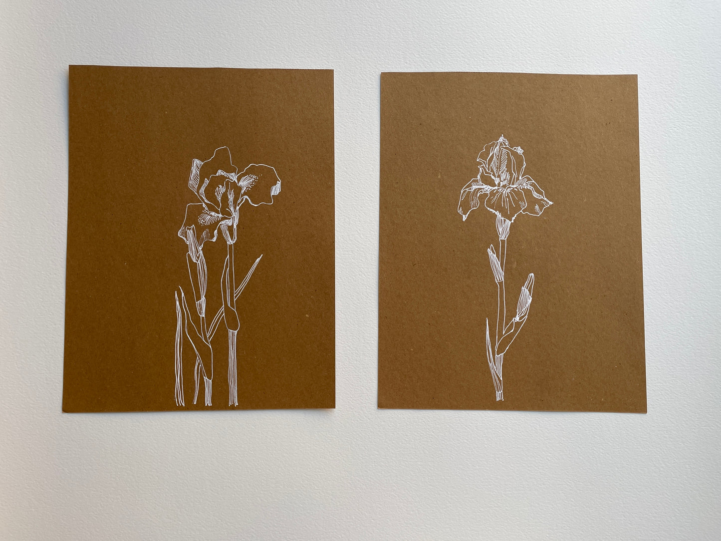 Iris. Original drawing. Botanical illustration in white ink. Wall art.
