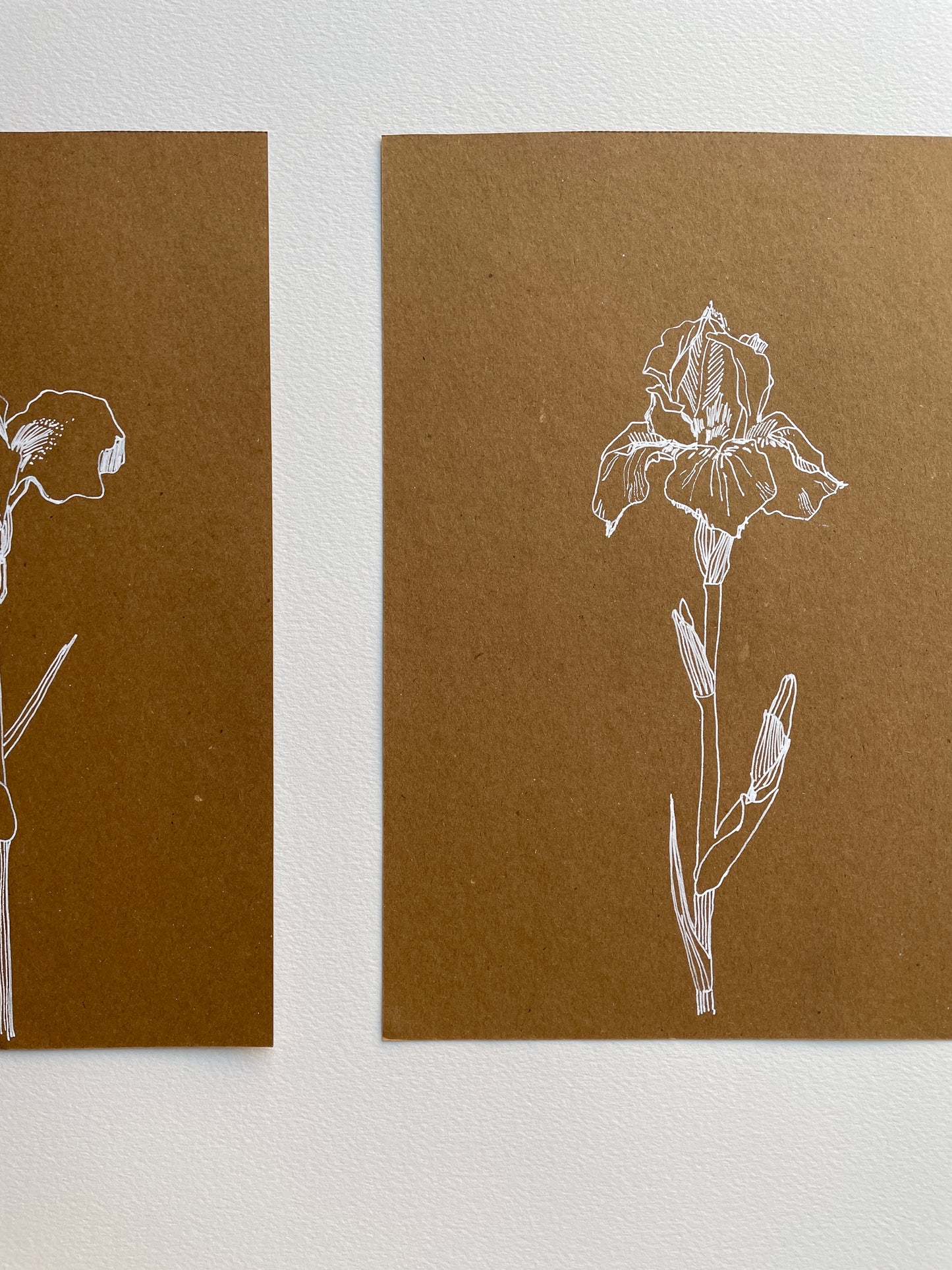 X SOLD Iris. Original drawing. Botanical illustration in white ink. Wall art.