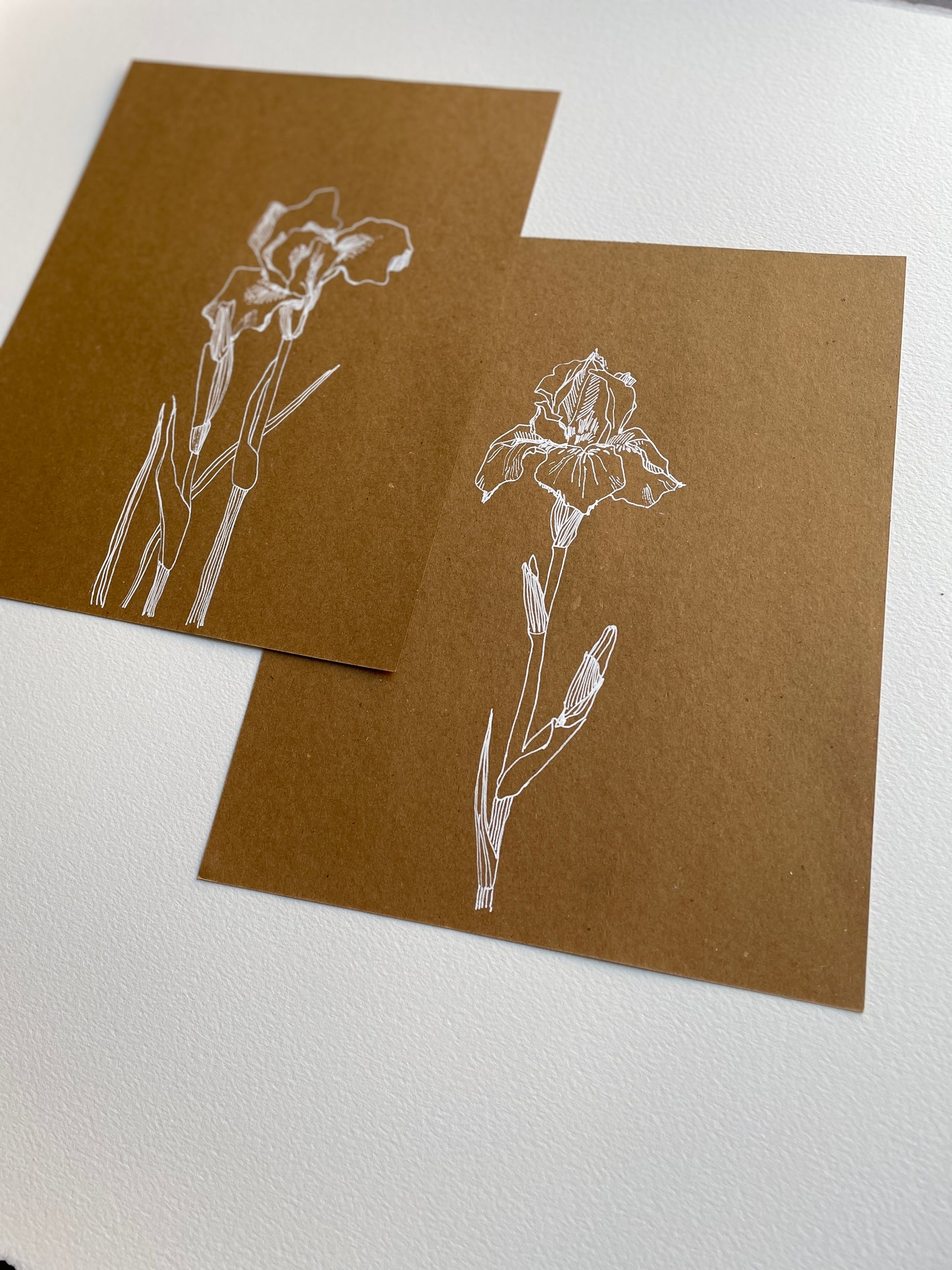 Iris. Original drawing. Botanical illustration in white ink. Wall art.