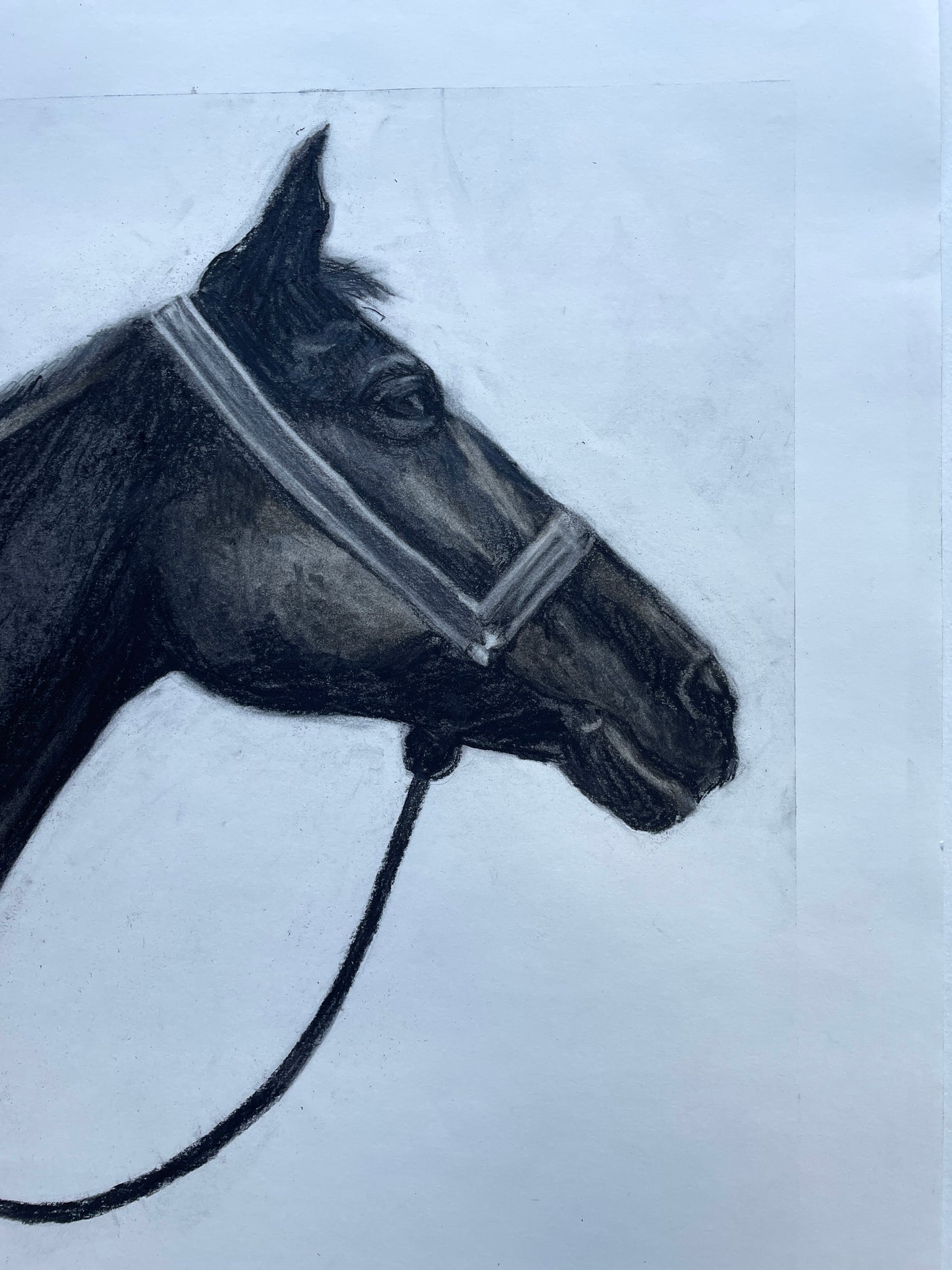 Majestic equine in charcoal on paper