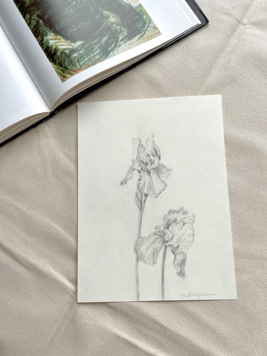 Delicate pencil drawing of irises flowers on pastel paper