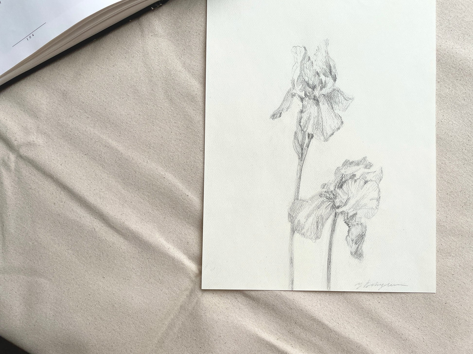 Intricately-detailed iris flower drawing in pencil