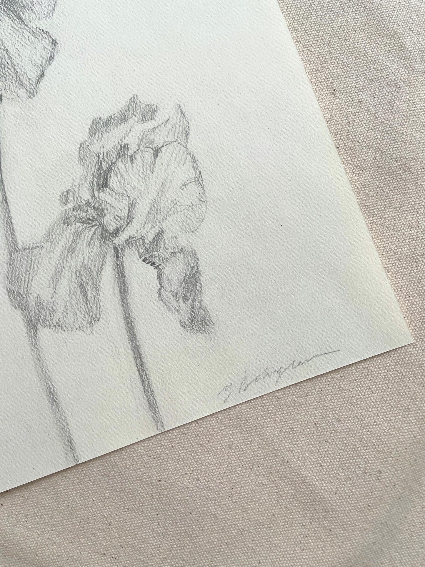 Unframed pencil drawing of iris flowers perfect for interior design.